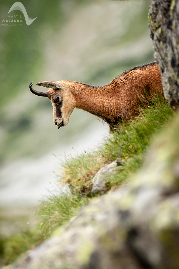 kamzik vrchovský tatranský, rupicapra rupicapra tatrica, chamois, gemse, wildlife, photo, divoká príroda, kamzík alpský, vysoké tatry, foto, high tatras
